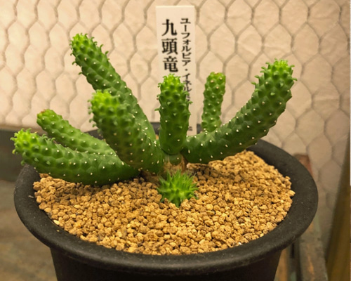 珍奇植物‼️RSA ユーフォルビア ペントプス 白頭竜 実生苗 特選最後の一点 楽天市場】ユーフォルビア 九頭龍の通販