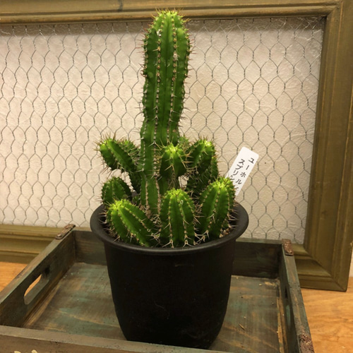 ユーフォルビア☆スプリングイエロー☆多肉植物☆観葉植物☆サボテン