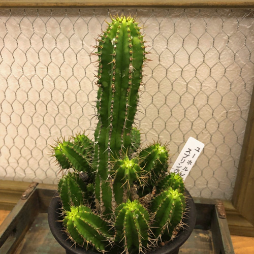 ユーフォルビア☆スプリングイエロー☆多肉植物☆観葉植物☆サボテン