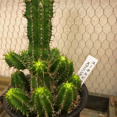 ユーフォルビア☆スプリングイエロー☆多肉植物☆観葉植物☆サボテン