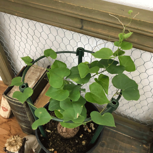 ユーフォルビア☆亀甲竜☆ハートの葉っぱ☆塊根植物☆観葉植物