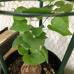 ユーフォルビア☆亀甲竜☆ハートの葉っぱ☆塊根植物☆観葉植物 6枚目の画像