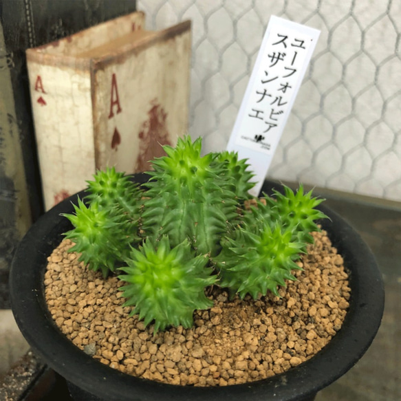ユーフォルビア☆スザンナエ 日本名：瑠璃晃 レア植物 観葉植物