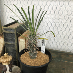 パキポディウム ゲアイ☆和名「亜阿相界（ああそうかい）」厳選個体