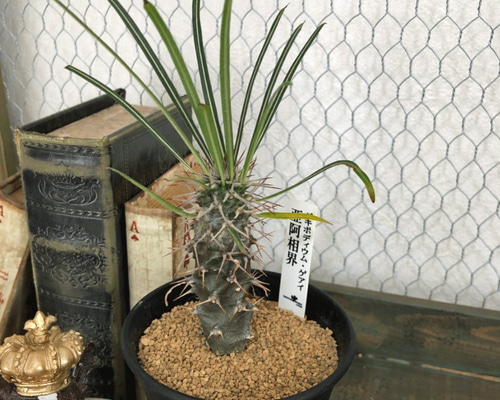 パキポディウム ゲアイ☆和名「亜阿相界（ああそうかい）」厳選個体