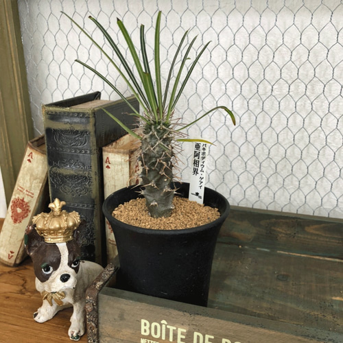 パキポディウム ゲアイ☆和名「亜阿相界（ああそうかい）」厳選個体