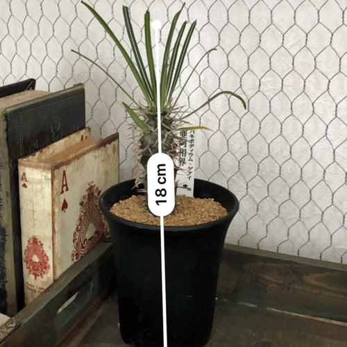 パキポディウム ゲアイ☆和名「亜阿相界（ああそうかい）」厳選個体