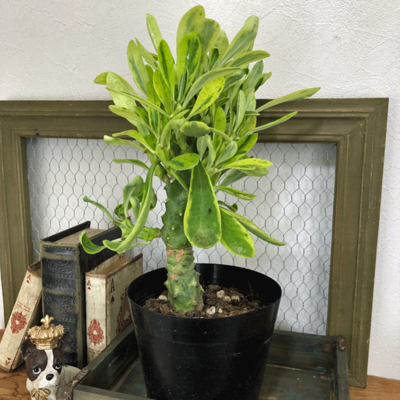 ユーフォルビア☆ネリ－フォリア カナリアの止まり木 観葉植物 厳選 