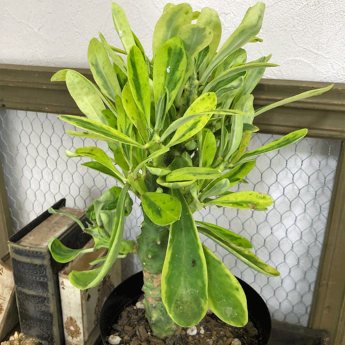 ユーフォルビア☆ネリ－フォリア カナリアの止まり木 観葉植物 厳選 