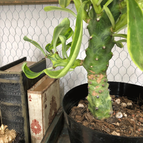 ユーフォルビア☆ネリ－フォリア カナリアの止まり木 観葉植物 厳選 