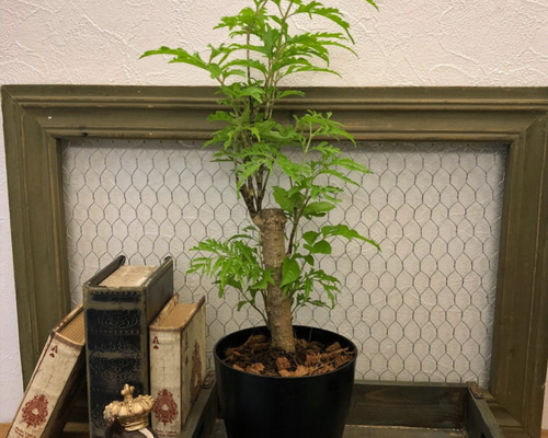 0_fe3af7c44cf22f2d9b4c3487b0af