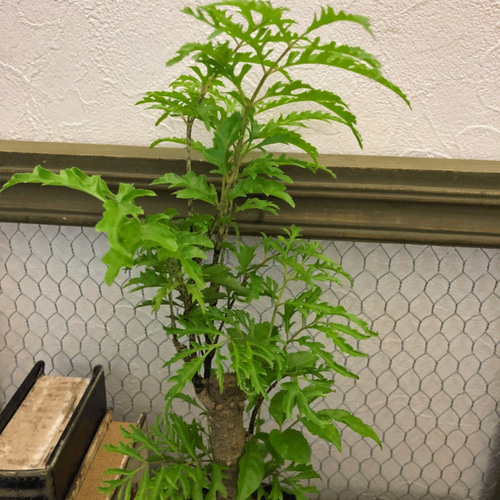 ポリシャス・フルティコーサ（タイワンモミジ）☆観葉植物 アート