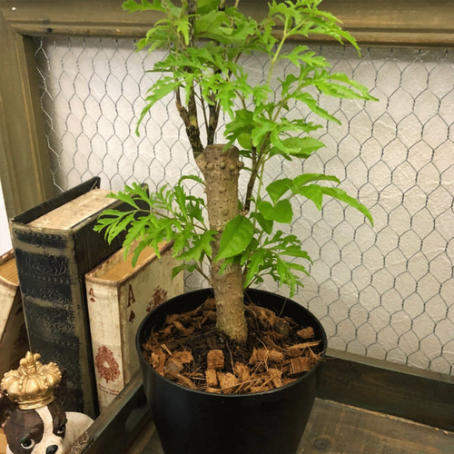 ポリシャス・フルティコーサ（タイワンモミジ）☆観葉植物 アート