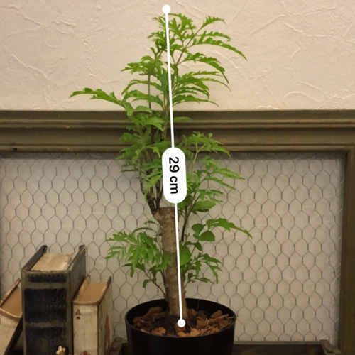 ポリシャス・フルティコーサ（タイワンモミジ）☆観葉植物 アート