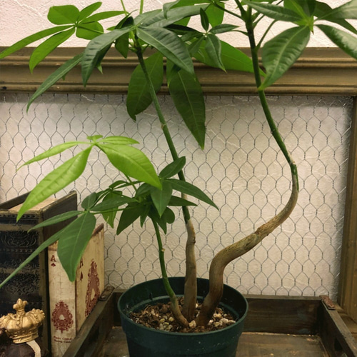 珍しい！パキラ3本立！観葉植物‼️縁起物植物！くねくね個性的樹形！高さ145◎ 楽天市場】パキラ（3本立ち）5号鉢 プラ鉢 観葉植物 室内 新築