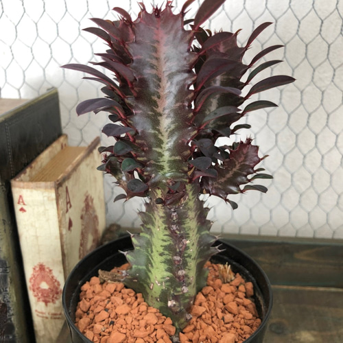 紅彩雲閣 ユーフォルビア 多肉植物 ベニサイウンカク 希少 3号 アート