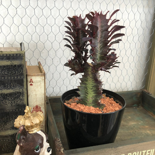 紅彩雲閣 ユーフォルビア 多肉植物 ベニサイウンカク 希少 3号 アート