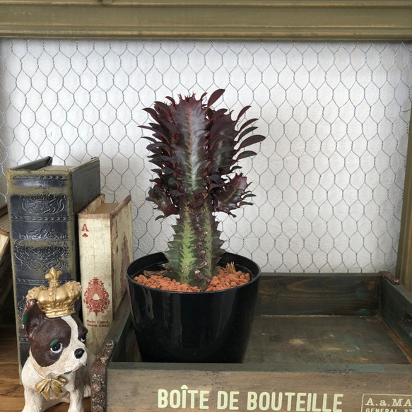 特大】 ユーフォルビア 彩雲閣 トリゴナ 多肉植物 観葉植物 おしゃれ鉢