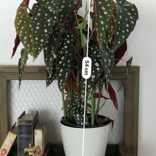 ⭐️希少⭐️ ベゴニア　マクラータ　斑入り　葉挿し用 hyn☆*。様 ベゴニア マクラータ 斑入り バリエガータ 葉挿し用