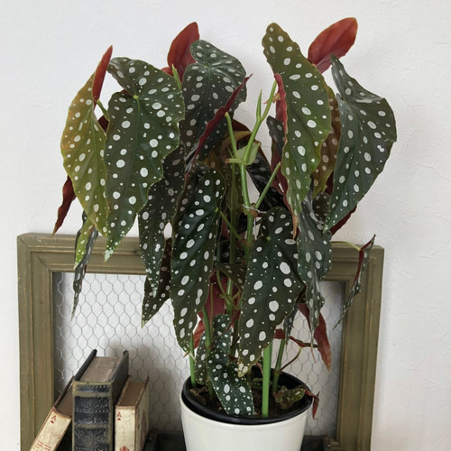 ベゴニア マクラータ 希少 観葉植物 5号 人気の木立ベゴニア 2023.5