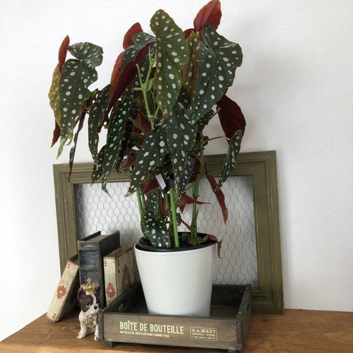 ベゴニア マクラータ 希少 観葉植物 5号 人気の木立ベゴニア