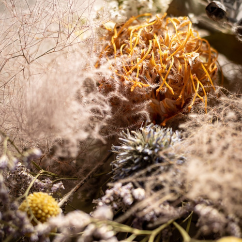 ピンクッションとユーカリのドライフラワースワッグ ドライフラワー