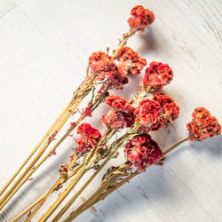 ケイトウ（久留米ケイトウ）のドライフラワー ドライフラワー ドライ