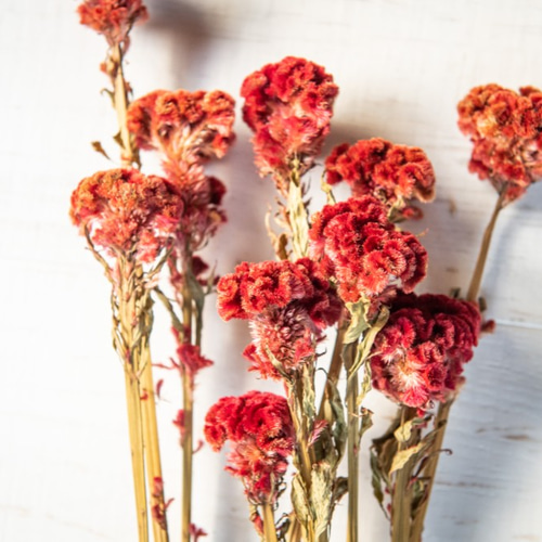 ケイトウ（久留米ケイトウ）のドライフラワー ドライフラワー ドライ