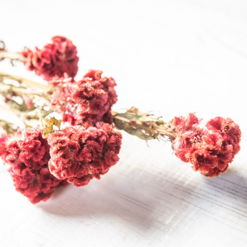 ☆752 hanatoteto ケイトウ ドライフラワー 450本 ドライ】m flowers/ケイトウ ルビーパフェ ドライ - 花材通販はなどん