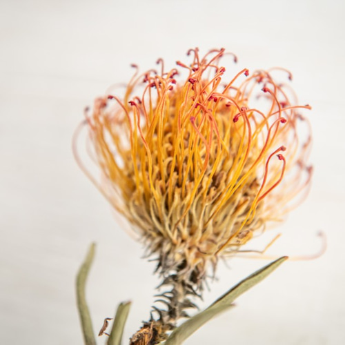 花材 ピンクッション サクセションのドライフラワー ドライフラワー