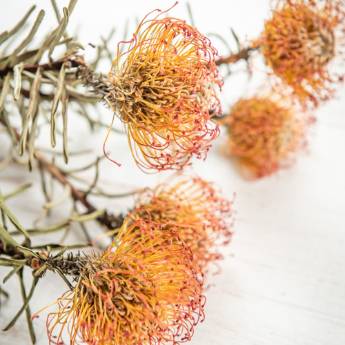 花材 ピンクッション サクセションのドライフラワー ドライフラワー