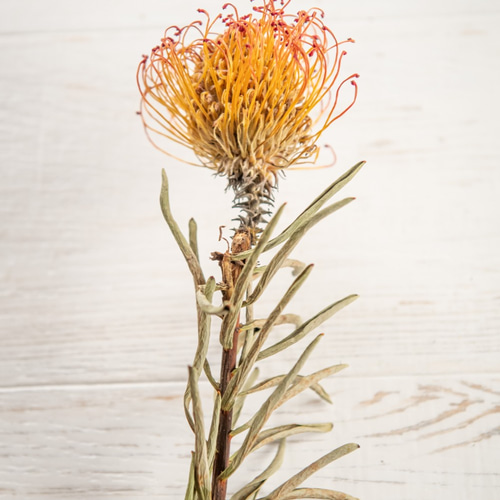 花材 ピンクッション サクセションのドライフラワー ドライフラワー