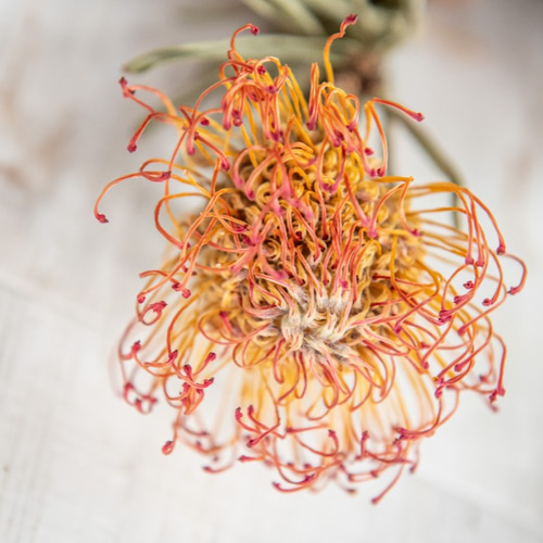 専用✨感謝sale✨迎春2022✨正月飾り ピンクッション  (ドライ) ピンクッションのドライフラワー | FlowerBalloon MUSUBITUKI