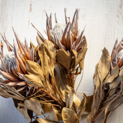 花材 キングプロテアのドライフラワー ドライフラワー ドライフラワー