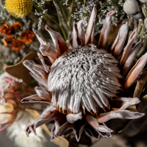 キングプロテアとセルリアの花束・スワッグ スワッグ ドライ