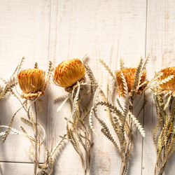 バンクシア ドライアンドラのドライフラワー3本 ドライフラワー ドライ