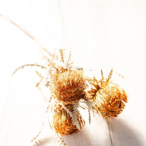 バンクシア ドライアンドラのドライフラワー3本 ドライフラワー ドライ