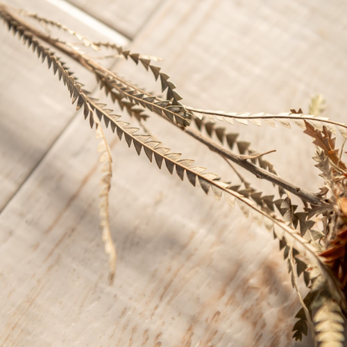 バンクシア ドライアンドラのドライフラワー3本 ドライフラワー ドライ