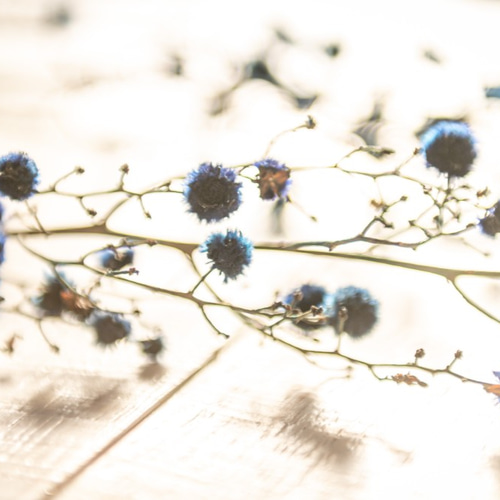 スターリンジア ブルー染めのドライフラワー2本 ドライフラワー ドライ
