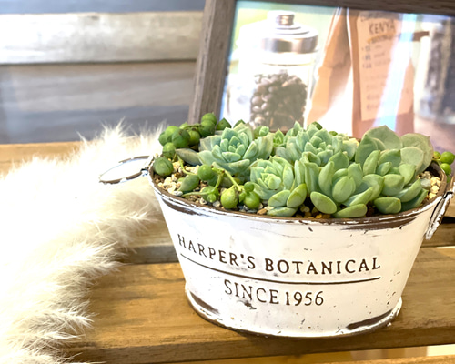 多肉植物　寄せ植え（エンジェル.ウイング鉢♪プードル付き） 多肉植物 寄せ植え（エンジェル.ウイング鉢♪プードル付き）