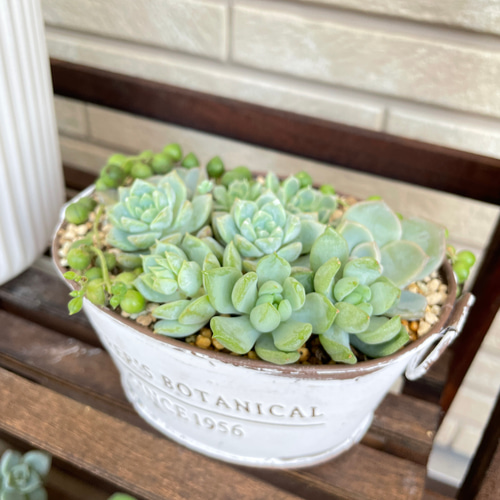 ぷりんの植肉植物 つながる輪 行ってきましたー♪【追記あり】 | コキリノSucculents Life
