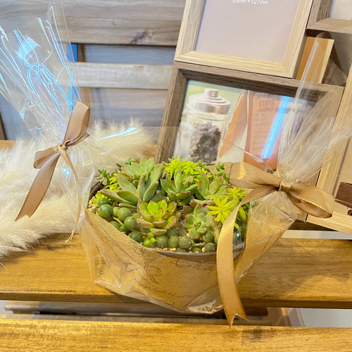 ラッピング無料】多肉植物 寄せ植え ヴィンテージ ブリキ鉢 多肉植物