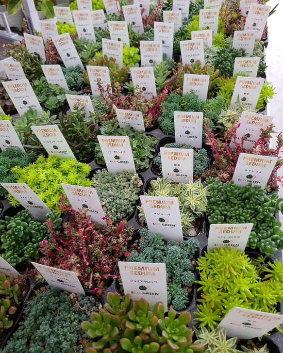 送料無料！寄せ植え　セダム　24個セット　ハートカズラ　多肉植物　観葉植物 1枚目の画像