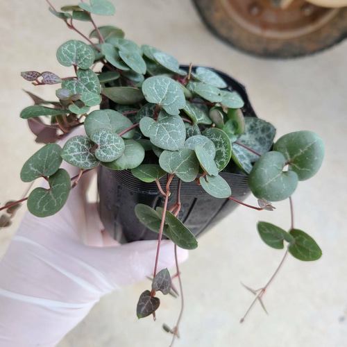 送料無料！寄せ植え セダム 24個セット ハートカズラ 多肉植物