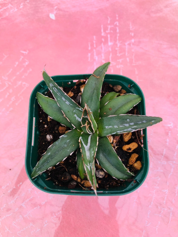アガベ　ビクトリアレギナエ　観葉植物 2枚目の画像