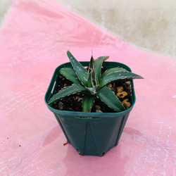 アガベ　ビクトリアレギナエ　観葉植物 3枚目の画像