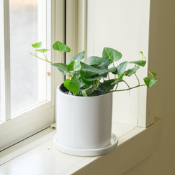 カラテアムサイカ観葉植物 その他インテリア雑貨 グリーンハウス 通販