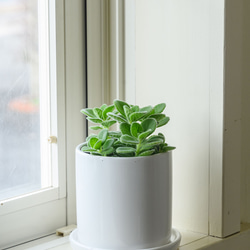 カラテアムサイカ観葉植物 その他インテリア雑貨 グリーンハウス 通販