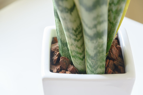 送料無料！空気を浄化するサンスベリア♡観葉植物 3枚目の画像