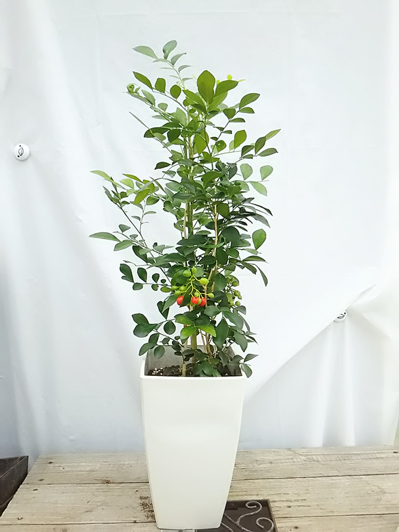 送料無料！お手頃シルクジャスミン♡観葉植物 その他インテリア雑貨
